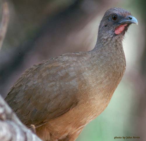 chachalaca.jpg