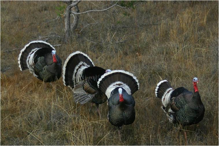 guajolote goulds.jpg